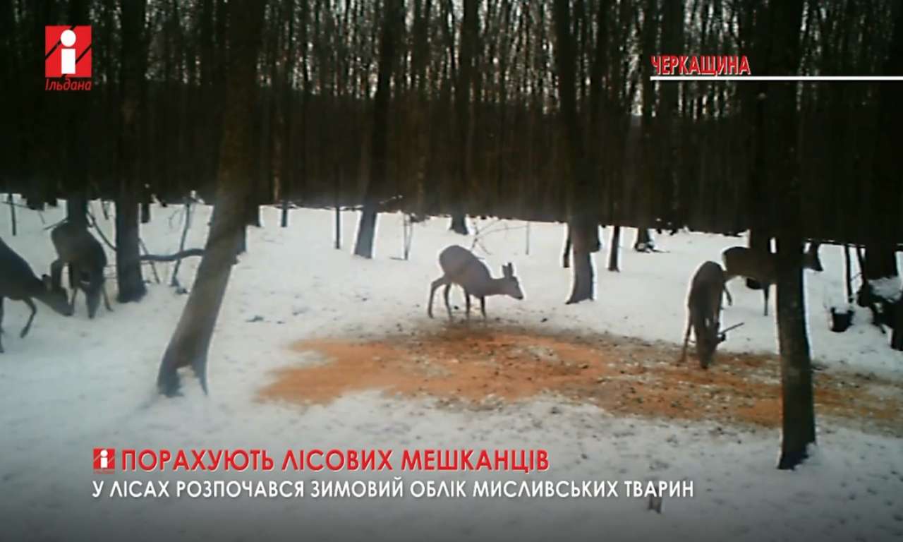 У лісах Черкащини до 5 лютого рахуватимуть мисливських тварин (ВІДЕО)